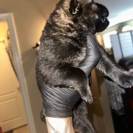 Girl 1 - Sable female German Shepherd puppy in Surprise, Arizona from Vom Wustefeuer German Shepherds