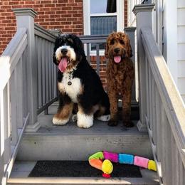 Bernedoodle All Grown Up from Backwoods Bernedoodles