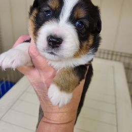 Toy Australian Shepherd Puppies from Beasley Acres Aussies
