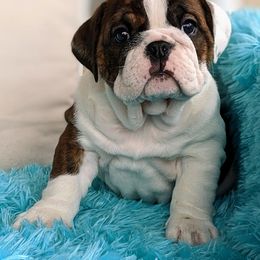 Bulldog and French Bulldog Puppies from Rohde's Road Dog Bullies