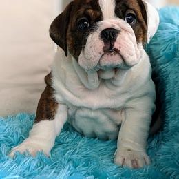 Bulldog and French Bulldog Puppies from Rohde's Road Dog Bullies