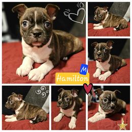 Mulligan, Choice Male 5 of 5 - Boston Terrier puppy from Boston Collections
