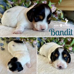 Bandit - AKC - Black and tan male Dachshund puppy in Kemp, Texas from Koli Acres