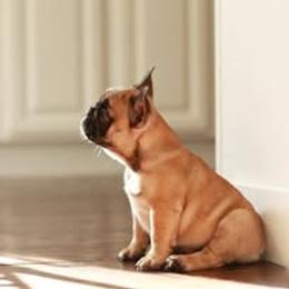 French Bulldog Puppies from Reds Frenchies
