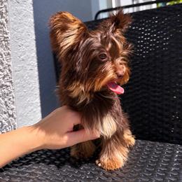 Lula lay - Chocolate, tan and white female Yorkshire Terrier puppy in Fort Myers, Florida from Katherine’s Yorkies and Poodles