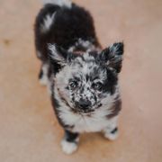 Oreo - Black merle male Mudi puppy in Valley Mills, Texas from Graves Farm Mudi