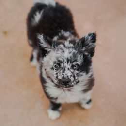 Oreo - Black merle male Mudi puppy in Valley Mills, Texas from Graves Farm Mudi