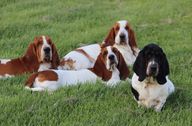 Four adult Basset Hounds lay in the grass 