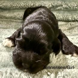 Tennessee - Black and white female Cocker Spaniel puppy in Sumter, South Carolina from Cocker Eclipse In Home Kennel