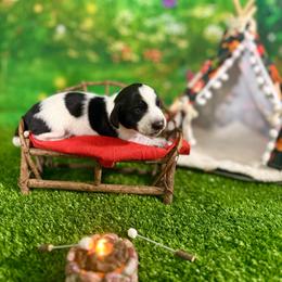 Nori - Piebald female Dachshund puppy in Westport, Kentucky from Lonestar Creek Farm