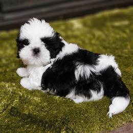 AKC,  Pixel , 1300 - Black and white male Shih Tzu puppy in Dexter, Kentucky from Enchanting Shih tzu