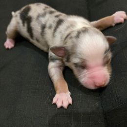 Blue Merle Female #1 - Australian Shepherd puppy from Ellison Family Homestead