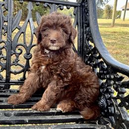 Chocolate Male - Brown and white male Aussiedoodle puppy in Crawford, Mississippi from Magnolia State Poodles and Doodles