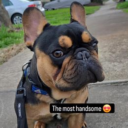 Bulldog and French Bulldog All Grown Up from Salem Bulldogs