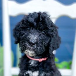 Bernedoodle, Goldendoodle, and Poodle Puppies from Penny and The Pups