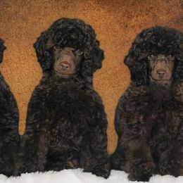 Poodles from Love chocolate poodles