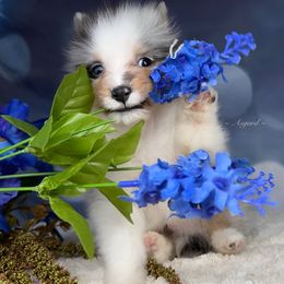 Chi - Shetland Sheepdog puppy in Elk, Washington from Asgard Shetland Sheepdogs