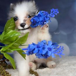Chi - Shetland Sheepdog puppy in Elk, Washington from Asgard Shetland Sheepdogs
