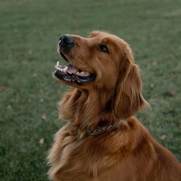 Mango - Golden Retriever