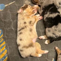 F1 - Red merle female Toy Australian Shepherd puppy in Luzerne, Iowa from Rouse's Aussies