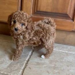 Tilly - Red female Cavapoo puppy in Cedar City, Utah from Pearson's Poodles