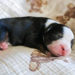 Quill - Black tri male Miniature Australian Shepherd puppy in Melbourne, Florida from True Spirited Aussies