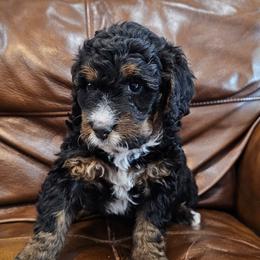 Jubilee - Tri-color female Bernedoodle puppy in Decatur, Georgia from So Adoodable
