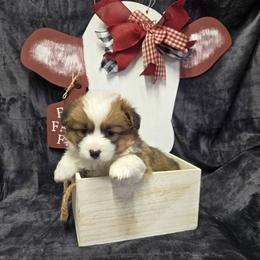 PURPLE  female - Red female Pembroke Welsh Corgi puppy in Harrisburg, Illinois from Parish Corgis