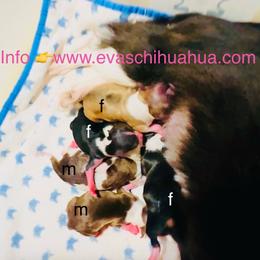 Tinny Doll - Black and white female Chihuahua puppy in Santa Rosa Beach, Florida from Eva's Chihuahua