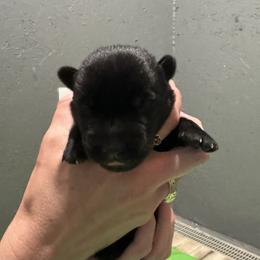 Boy 3 - male Belgian Malinois puppy in Orange, Texas from Tactimal K9 Kennels