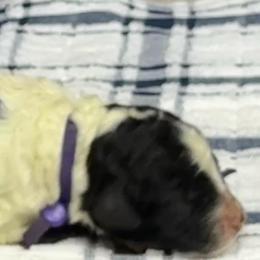 Harlan - Black and white male Sheepadoodle puppy in Chesapeake, Virginia from Doodle-Cove