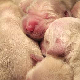Teddy - Light golden male Golden Retriever puppy in Scio, Oregon from Webb's Wold Kennels