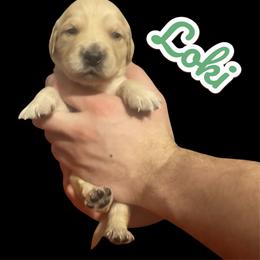 Loki - Golden male Golden Retriever puppy in Peoria, Arizona from Westwing Retrievers