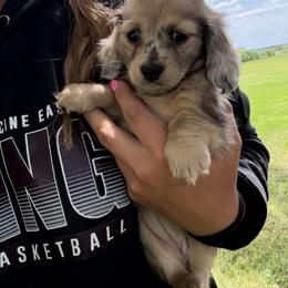 Dachshund Puppies from Steadfast station, mini dachshunds