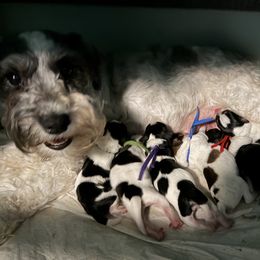 Miniature Schnauzer puppies from AKC Nordwest Schnauzers