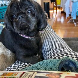 Nallah Lalah Whisp - Brindle female Shih Tzu puppy in Clifton Springs, New York from Whispering Winds Charmed Hollow