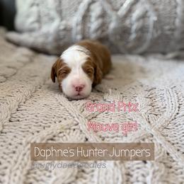 Grand Prix - Red  female Goldendoodle puppy in Orangevale, California from Ugly Dad Doodles
