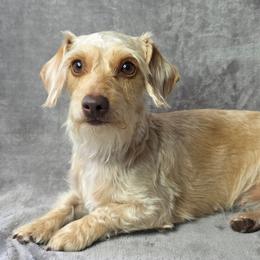 Goldie - Dachshund