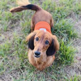 Dachshunds from PriMar Miniature Longhaired Dachshunds