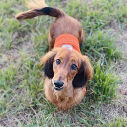 Dachshunds from PriMar Miniature Longhaired Dachshunds