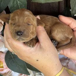 Polly - Red  female Goldendoodle puppy in Enumclaw, Washington from Owen-a-Doodle