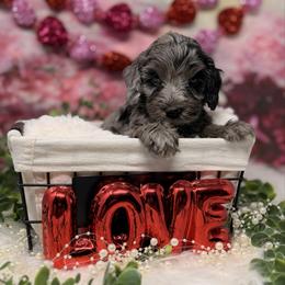 Platinum - Blue male Australian Labradoodle puppy in Brush Prairie, Washington from Fancy Pants Labradoodles