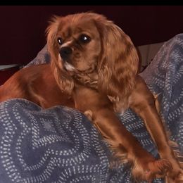 Ruby - Cavalier King Charles Spaniel