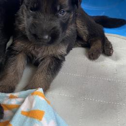 German Shepherd Puppies from Oakley Acres Shepherds