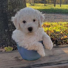 Bichon Frises and Yorkshire Terriers from DreamCatcher Farm