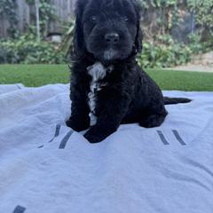 Boy 2 - male Australian Mountain Doodle puppy in Fullerton, California from Emerald Creek Doodles