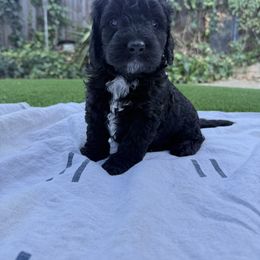 Boy 2 - male Australian Mountain Doodle puppy in Fullerton, California from Emerald Creek Doodles
