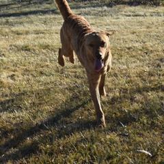 Scarlet - Chesapeake Bay Retriever