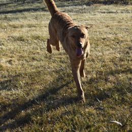 Scarlet - Chesapeake Bay Retriever