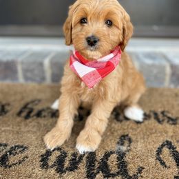 Goldendoodle Puppies from At The Cross Kennel